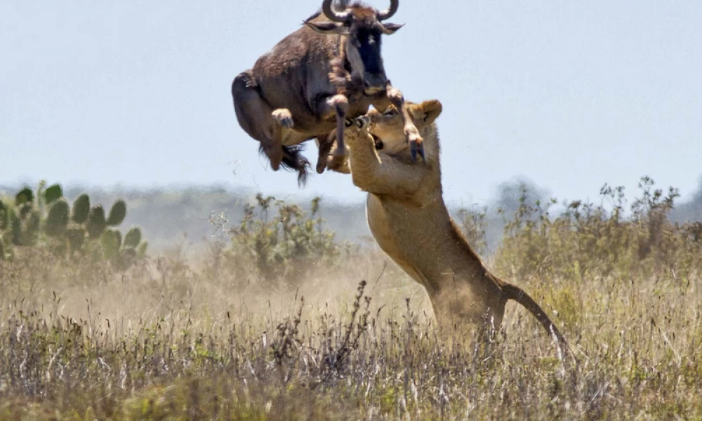 Γκνου γλιτώνει 2 φορές από τον θάνατο, αλλά η 3η ήταν η φαρμακερή
